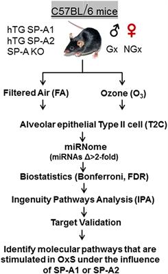 Major Effect of Oxidative Stress on the Male, but Not Female, SP-A1 Type II Cell miRNome